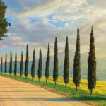 000020128-cipresso.jpg