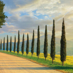 000020128-cipresso.jpg
