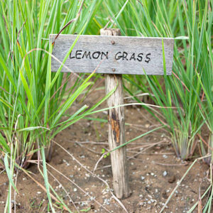 000020129-lemongrass.jpg