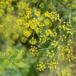 000020162-finocchio.jpg