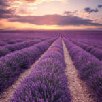 000020167-lavanda.jpg