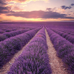 000020167-lavanda.jpg