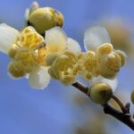 000020170-litsea.jpg