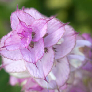 000020184-salvia sclarea.jpg