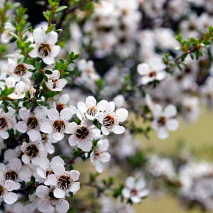 000020185-tea tree.jpg