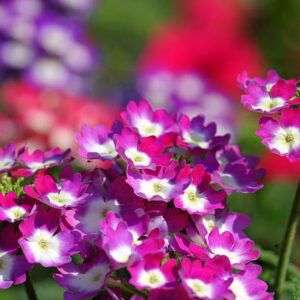 000020187-verbena.jpg