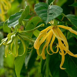 000020188-ylang ylang.jpg