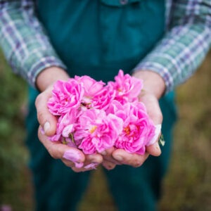 000020190-rosa.jpg